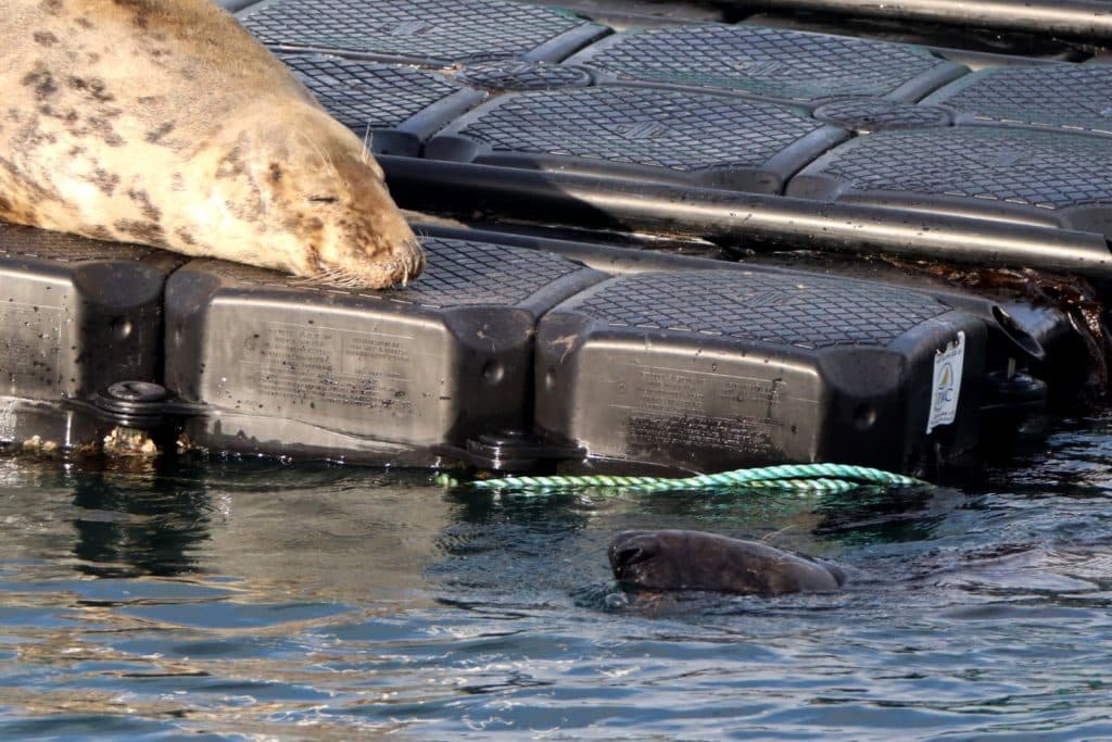 Seal lying on a jetty in Brixham, Devon