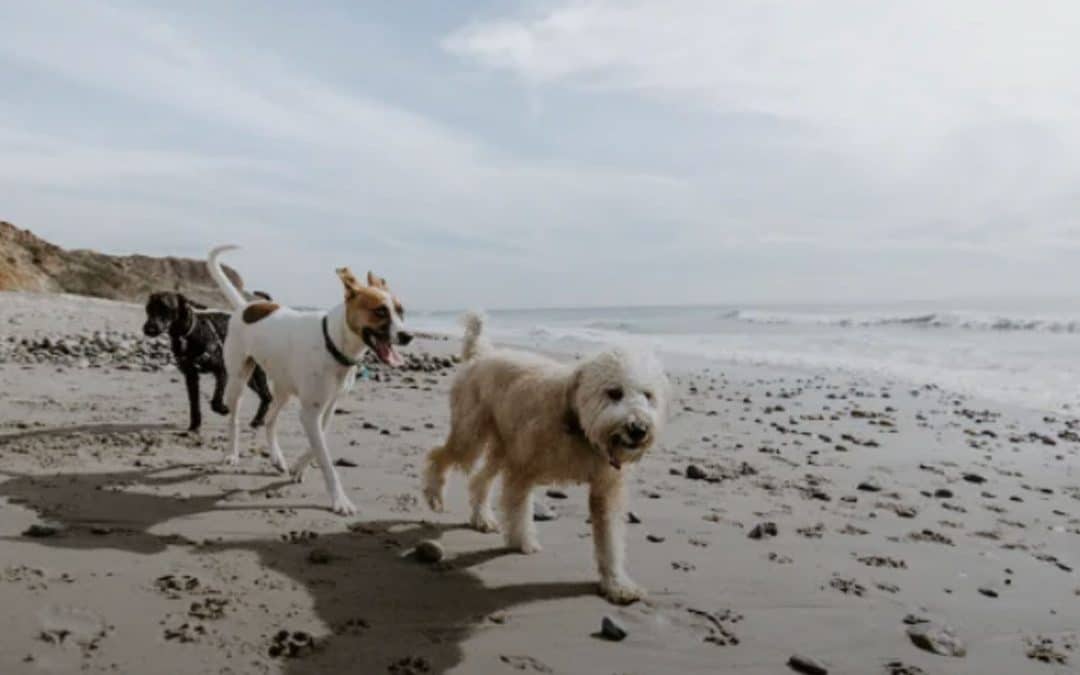 Dog friendly holiday homes in Brixham