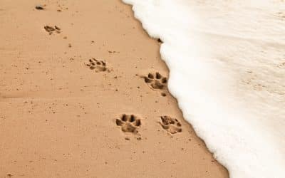 Dog-Friendly Beaches in Brixham  